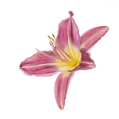 Bright daylily flower isolated on a white background.