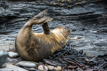 elephant seal relaxing by a rock pool - 290012580