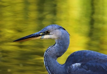 Graureiher (Ardea cinerea), auch Fischreiher genannt