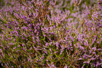 Close up of heather in flower