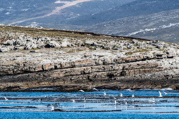 arctic terns fishing in the sea - 290013163