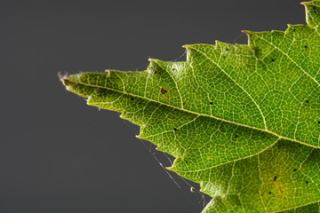 Leaves the autumn has blown from the trees