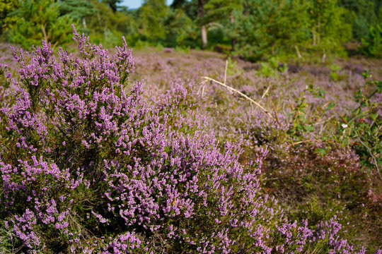 Close up of heather in flower