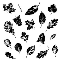 Stamp of leaves set: maple, oak, birch, spruce branch and others.