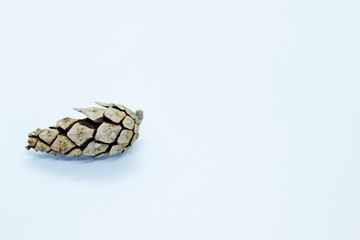 Spruce cone is located on a white background