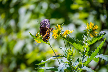 An Orange Checkered Skipper in Aransas NWR, Texas