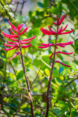 Coral Beans wildflowers in Aransas NWR, Texas