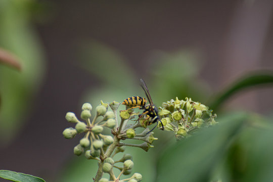 Wespe Natur Insekt