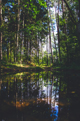 Mirror dark forest on water 