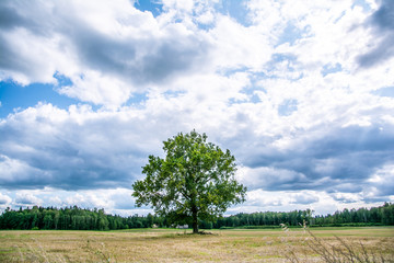 One tree in the middle of field