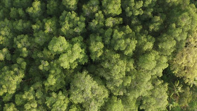 Drone view of the rainforest in Costa Rica