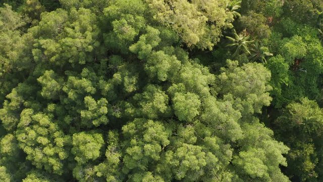 Drone view of the rainforest in Costa Rica
