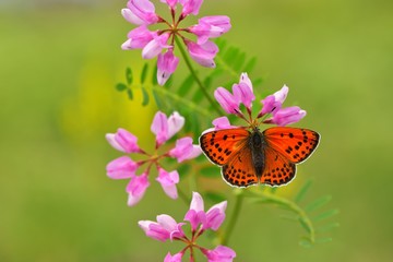 Lycaena thersamon 593