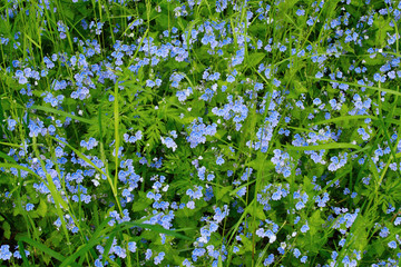 Summer wildflowers background