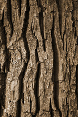 Tree bark texture