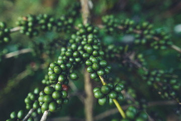 Green coffee Arabica in nature fresh green