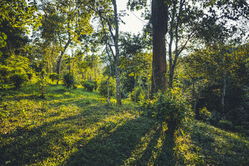 Naklejka premium The way in the evening forest in Asia
