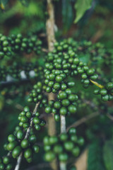 Green coffee Arabica in nature fresh green