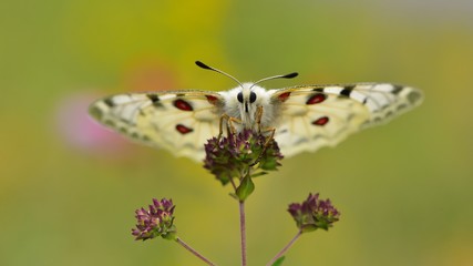 Parnassius apollo 594