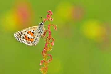 Pyrgus sidae 595