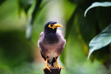 Fototapeta premium Myna Phuket Thailand
