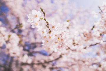 cherry blossom