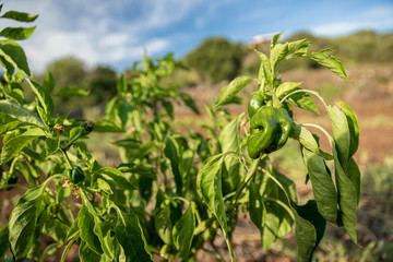Growing green pepper on a vegetable farm