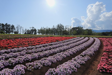 インパチェンスの花畑と夏の青空