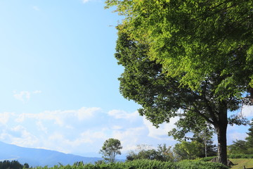 夏の青空と高台の大きな木