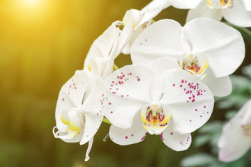 Beautiful orchid flower blooming at spring season.
