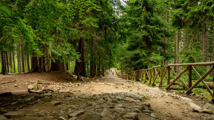 Path to waterfall Kamienczyk in Szklarska Poreba forest, Poland. 