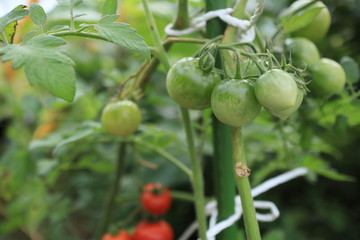 まだ青いミニトマト