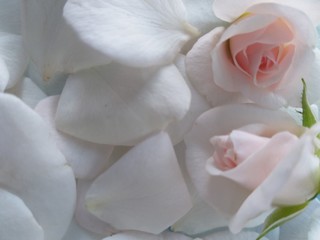 Fototapeta na wymiar Rose petals white, floral background, natural design, wedding