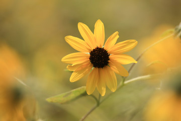 サンフィニティー　ひまわり