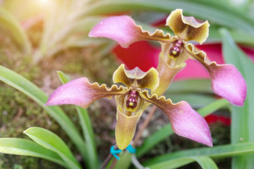 Beautiful orchid flower blooming at spring season.