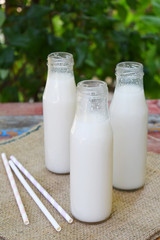 Rice milk in bottle, with rice grains. Alternative type of milks. Vegan non-dairy milk. Lactose-Free Milk and Nondairy Beverages. Lactose intolerance. Healthy food.