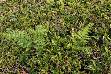 Detail of a tea bush