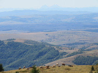 Mountain landscape viewed from the top Golija Serbia ideal hiking place not so steem