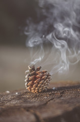 A smoking pine cone in the middle of an old stump. Streams of smoke rise up. Close-up. Eye level...