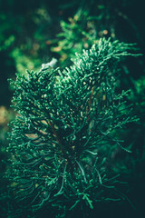 Fototapeta na wymiar Christmas background. Green fir tree.