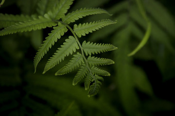 Green fern leaves shot in low light