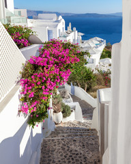 Picturesque flowering stairs with pink blooming bougainvillea leading to the sea, Santorini, Greece.