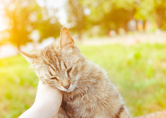 Cute kitten and human hand