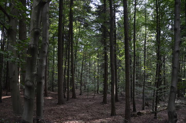 Fototapeta premium Świętokrzyski Park Narodowy ,św Krzyż ,bory, drzew, charakter, drzew, krajobraz, zieleń, drewna, sosna, drewna, lato, droga, słońce, mech, okolica, las, feuille