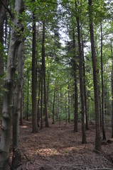 Świętokrzyski Park Narodowy ,św Krzyż ,bory, drzew, charakter, drzew, krajobraz, zieleń, drewna, sosna, drewna, lato, droga, słońce, mech, okolica, las, feuille