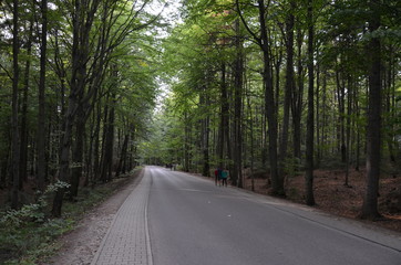 Naklejka premium Świętokrzyski Park Narodowy ,św Krzyż ,bory, drzew, charakter, drzew, krajobraz, zieleń, drewna, sosna, drewna, lato, droga, słońce, mech, okolica, las, feuille