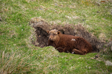 Naklejka na ściany i meble Single brown sheep in a hole protected