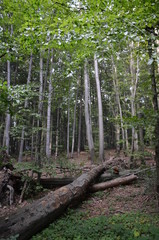 Świętokrzyski Park Narodowy ,św Krzyż ,bory, drzew, charakter, drzew, krajobraz, zieleń, drewna, sosna, drewna, lato, droga, słońce, mech, okolica, las, feuille