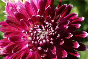 Close up of pink dahlia blossom. 