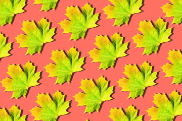 Golden autumn concept. Yellow, green and orange maple leaves pattern on coral background. Top view. Colors of fall
